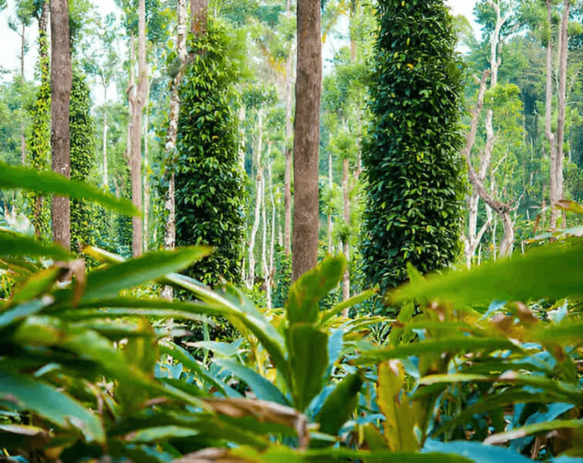 Spice Plantation Visit