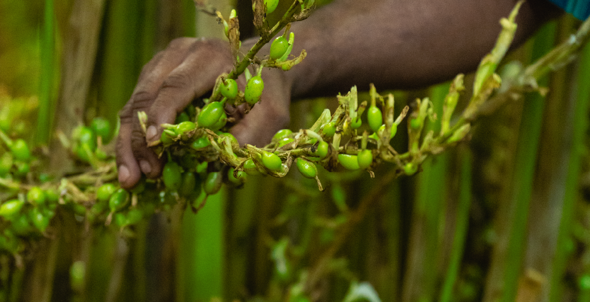 Spice Garden Munnar-Explore the Spices 