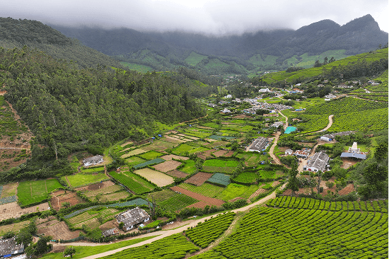 Yellapetty Estate