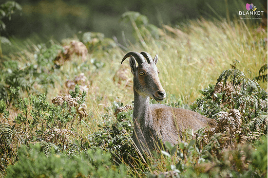 Eravikulam National Park