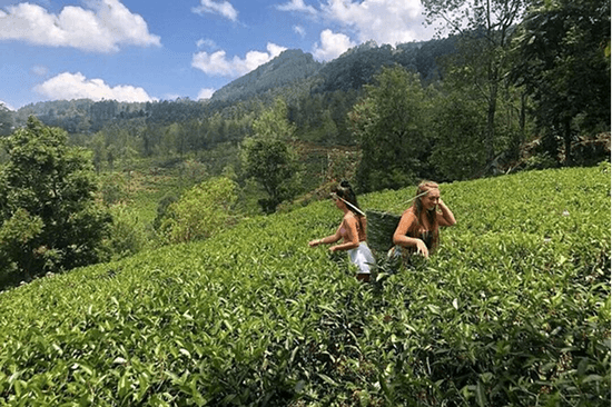 Spice & Tea Plantations