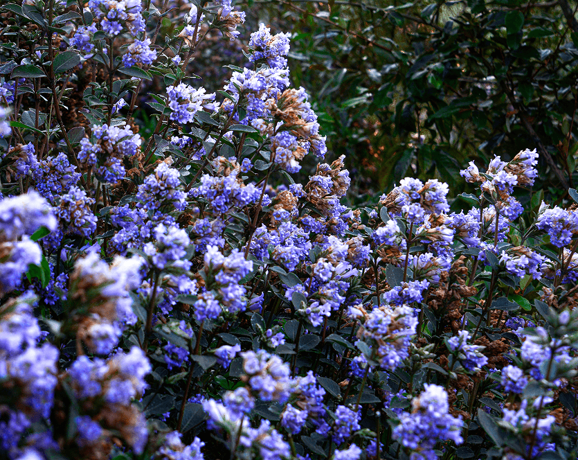 Neelakurinji