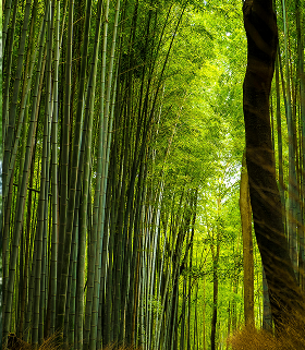 Bamboo & Spice Garden Visit