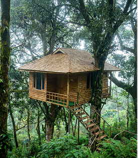 Tree House visit