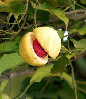 Nutmeg