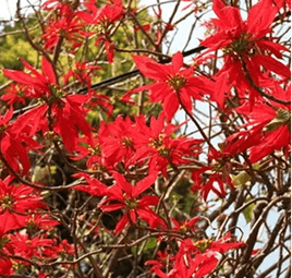Drives through poinsettia corridors and winter rose belts