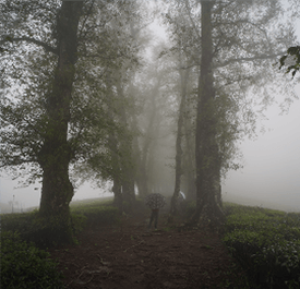 Soft-light photography mornings with heavy fog and cold clarity